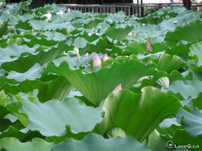 有钱花__loveq+一些事一些情官方网站