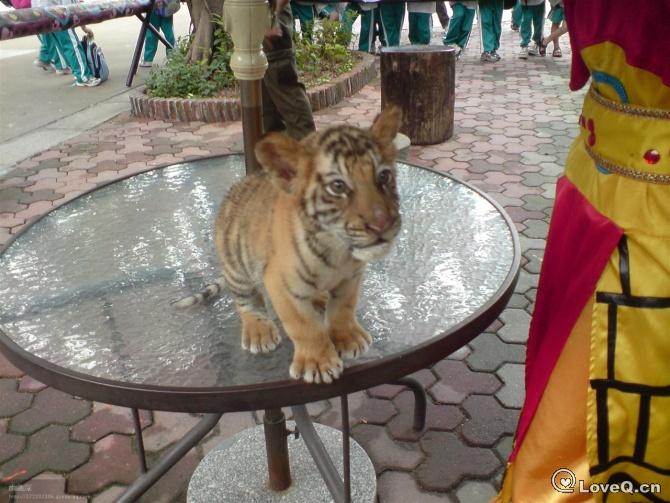 12345 上山打老虎_乱._LoveQ空间_LoveQ 一些