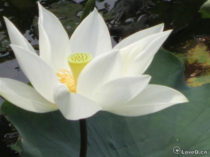 http_imgloadCA1K7QHV.jpg_风景__LoveQ 一