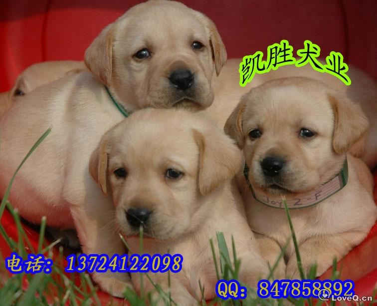 拉布拉多犬_广州狗场_广州哪里买狗最好_Lov