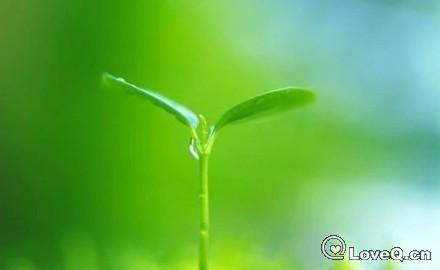 萌芽.jpg_生命之苗__LoveQ 一些事一些情官方
