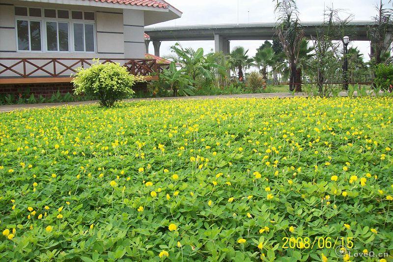遍地黄金-假花生.JPG_花花草草__LoveQ 一些事一些情官方网站 乐观，自信，爱