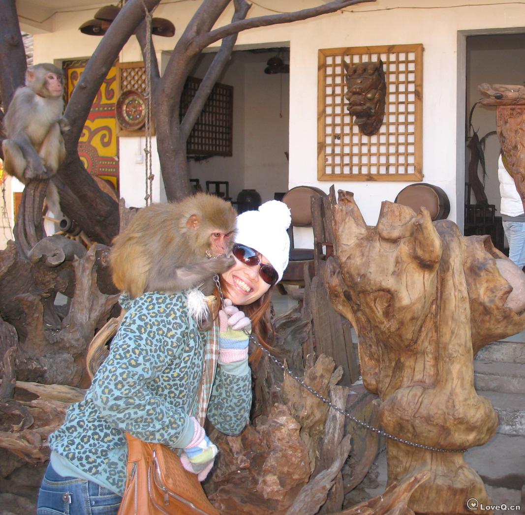 瓦岗寨的猴子我被刮伤前--2-22拉市海路上.jp