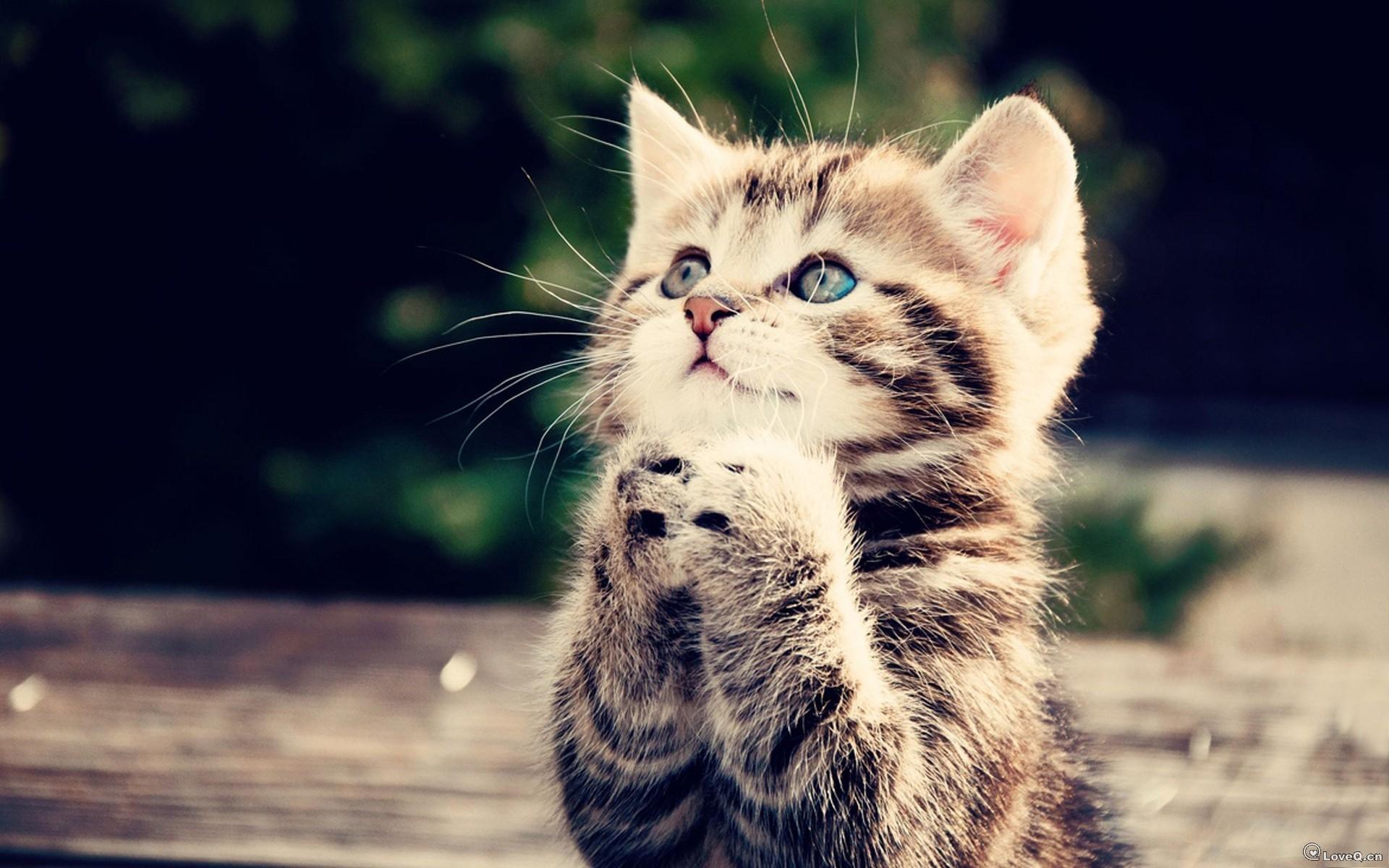 猫猫1.jpg